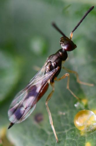Réf. 268 409 : Gastracanthus pulcherrimus